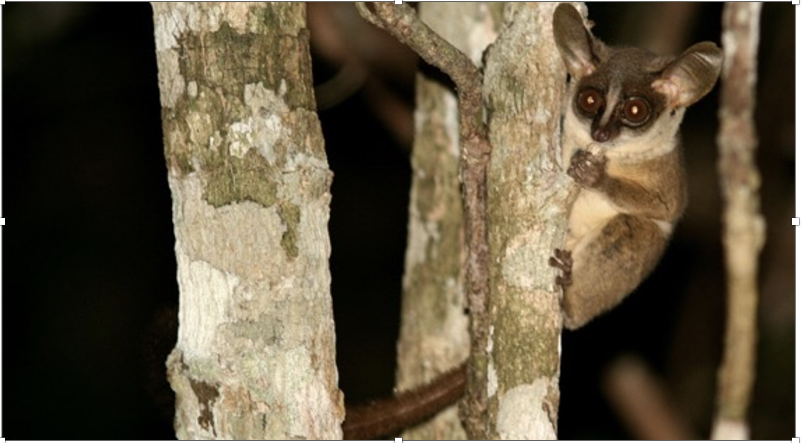 Paragalago rondoensis