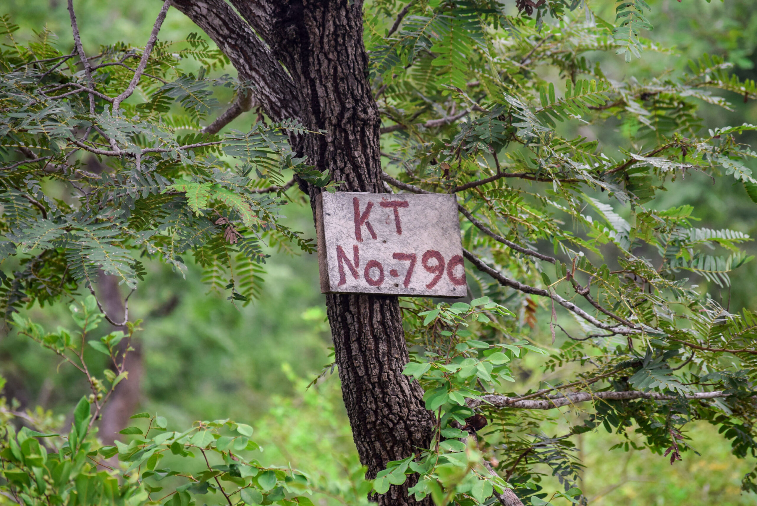 Tagged trees for carbon measurements