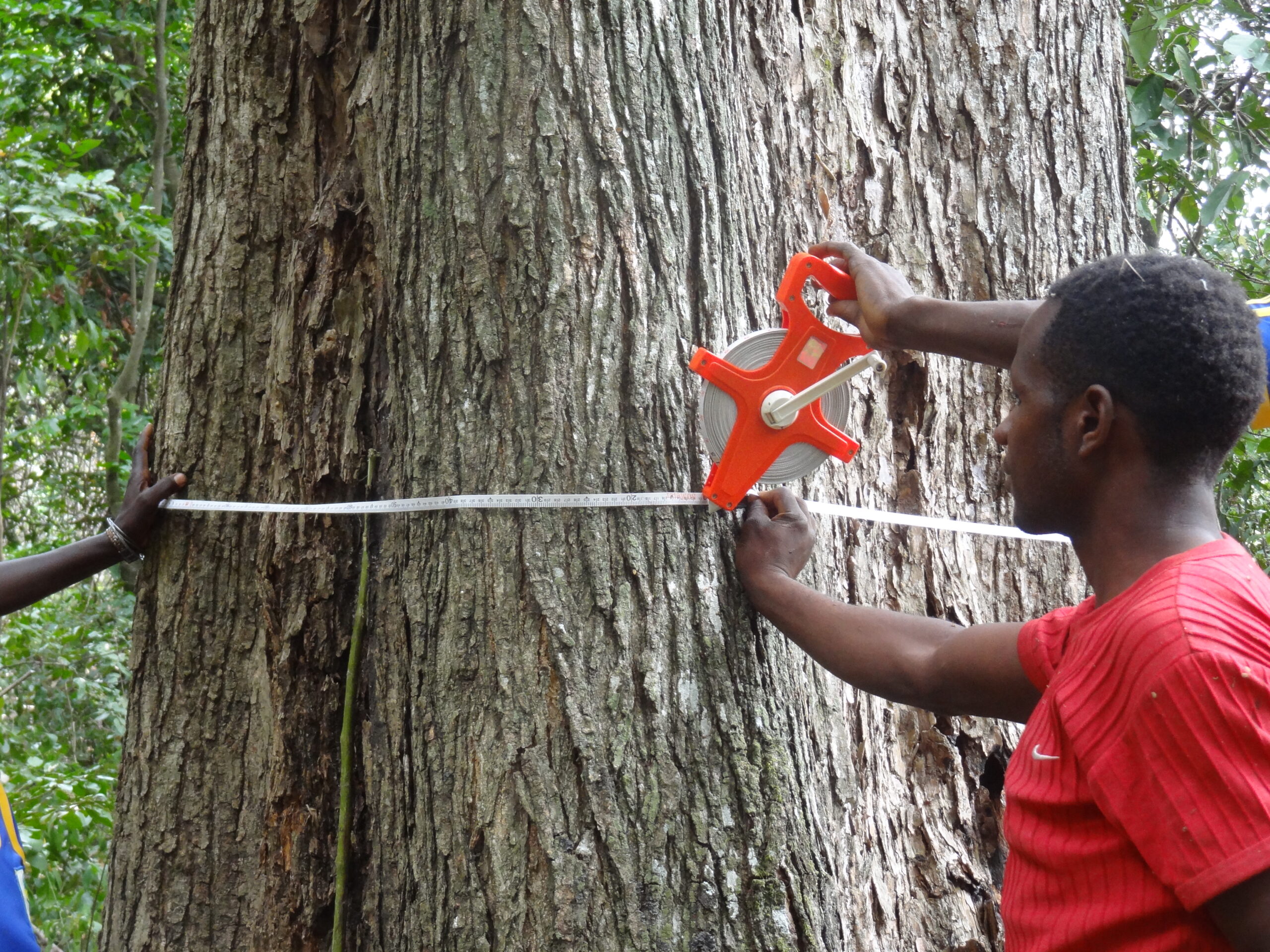 Community-led tree measurements